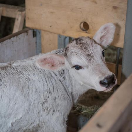 Bauernhof Farnach Lägenhet Andelsbuch Exteriör bild