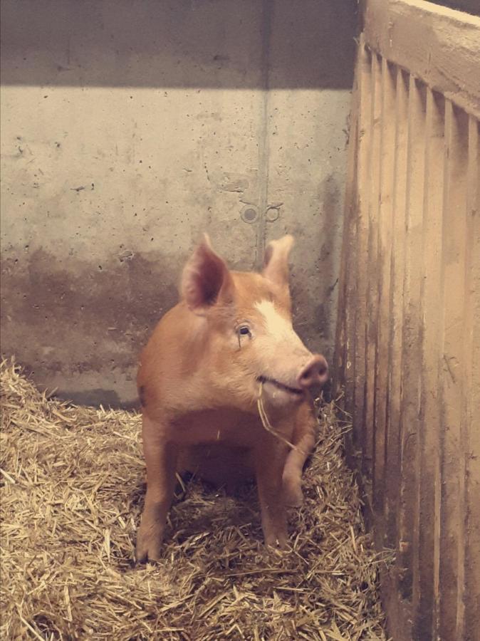 Bauernhof Farnach Lägenhet Andelsbuch Exteriör bild
