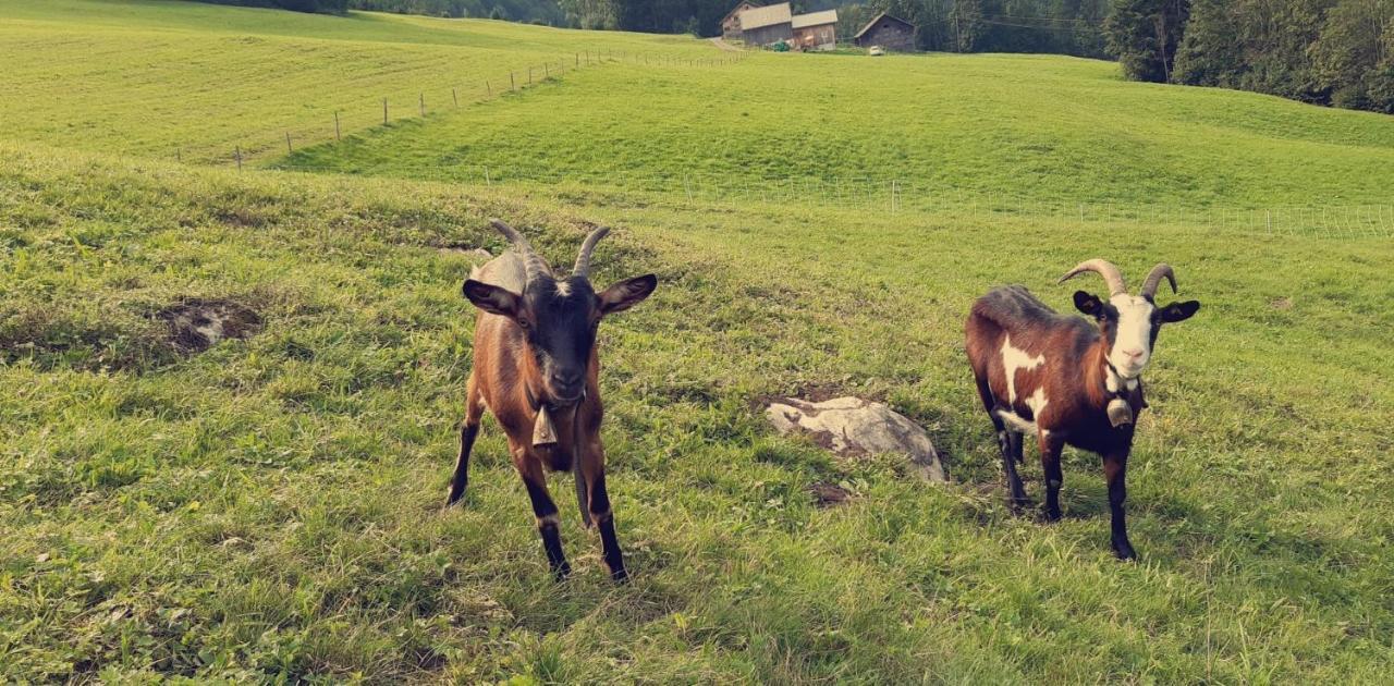 Bauernhof Farnach Lägenhet Andelsbuch Exteriör bild