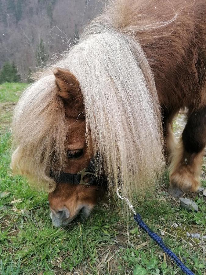 Bauernhof Farnach Lägenhet Andelsbuch Exteriör bild