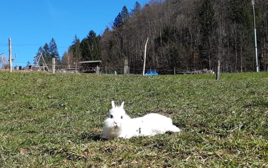 Bauernhof Farnach Lägenhet Andelsbuch Exteriör bild